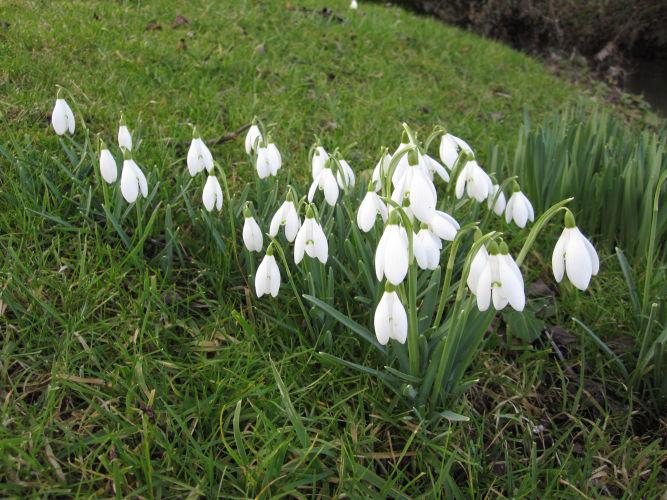 February snowdrops